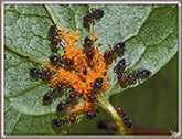 Fourmis et Pucerons